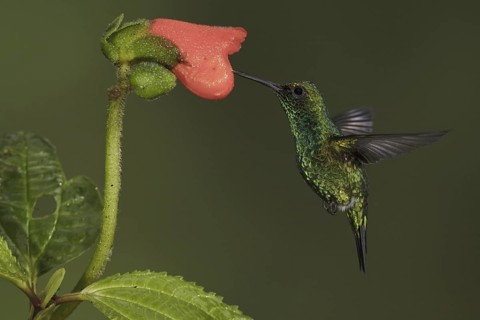 Western Emerald (Chlorostilbon melanorhynchus), Ecuador