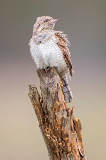 Eurasian Wryneck (Jynx torquilla), Saxony-Anhalt, Germany