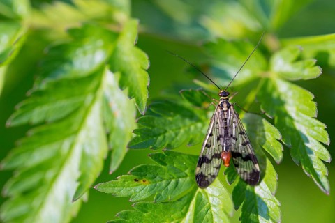 Common scorpionfly, (Panorpa communis), animals, insects, flies, fly, supervision, Lake Neusiedl,