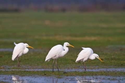 Great Egret (Ardea alba) foraging, North Rhine-Westphalia, Germany