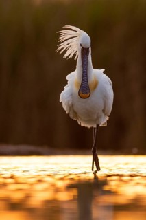Eurasian Spoonbill (Platalea leucorodia) foraging, Pusztaszer, Hungary