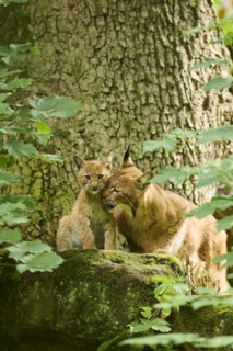 Eurasian lynx (Lynx lynx) mother with her youngster in a forest, Bavaria, Germany