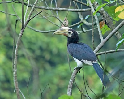 Oriental Pied Hornbill (Anthracoceros albirostris) female perched on a branch, Darjeeling, India