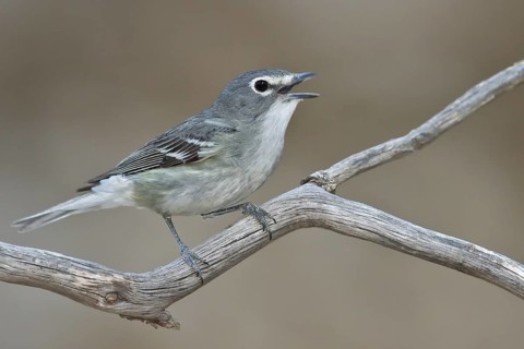 Plumbeous Vireo (Vireo plumbeus) perched on a branch in southern Arizona, USA
