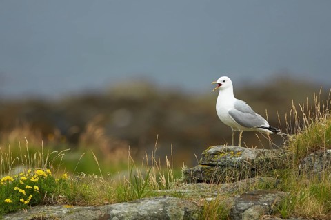 Mew Gull (Larus canus) calling, Dovrefjell, Norway