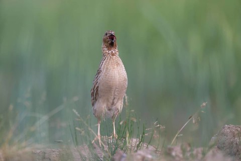 Common Quail (Coturnix coturnix) calling, Saxony, Germany