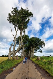 Tourist group, walkers walk through bizarre beech avenue, The Dark Hedges, tunnel avenue,