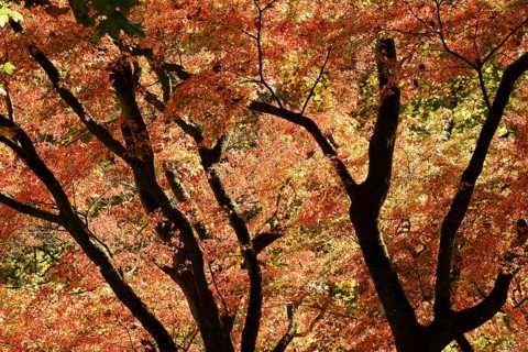 Fan maple (Acer palmatum) in autumn, North Rhine-Westphalia, Germany