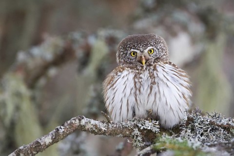 Eurasian Pygmy Owl (Glaucidium passerinum), Vorarlberg, Austria
