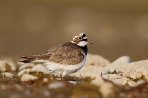 Little Ringed Plover (Charadrius dubius) female, North Rhine-Westphalia, Germany