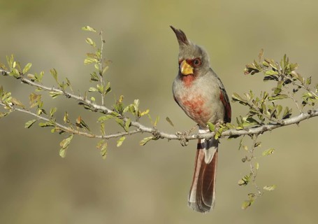 Pyrrhuloxia (Cardinalis sinuatus) male, Texas, USA