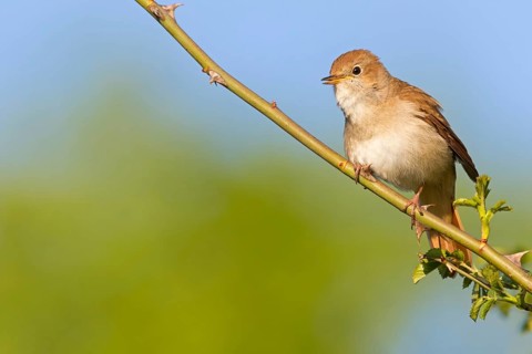 Nightingale, (Luscinia megarhynchos), animals, bird, songbird, family of passerines, classification