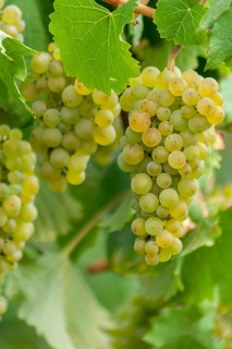 White grape vine (Vitis vinifera) on the vine, Southern Palatinate, Palatinate,