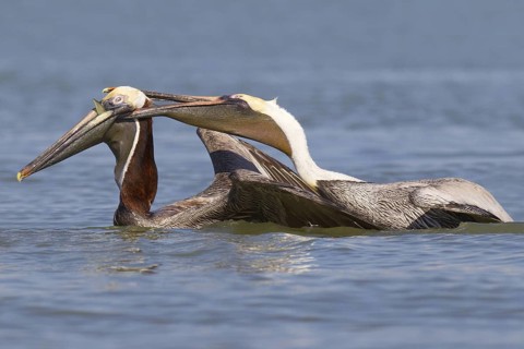 Brown Pelican (Pelecanus occidentalis) flying, Florida, USA
