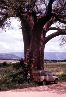 Landrover type overland vehicle by large baobab tree South Africa 1964