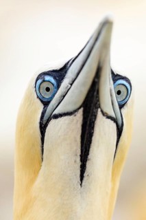 Northern Gannet (Morus bassanus), Saltee Islands, Ireland
