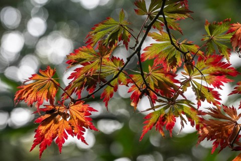 Adenhut leaf maple (Acer japonicum aconitifolium), autumn leaves, Emsland, Lower Saxony, Germany