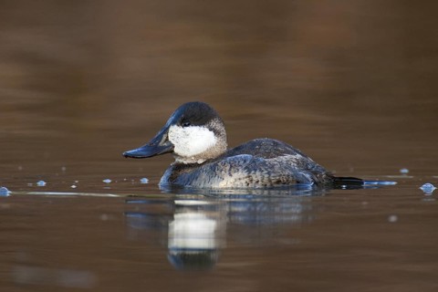 Ruddy Duck (Oxyura jamaicensis), British Columbia, Canada