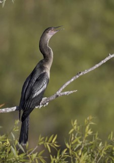 Anhinga (Anhinga anhinga), Florida, USA