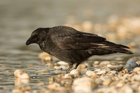 Carrion Crow (Corvus corone) at waterhole, Bavaria, Germany