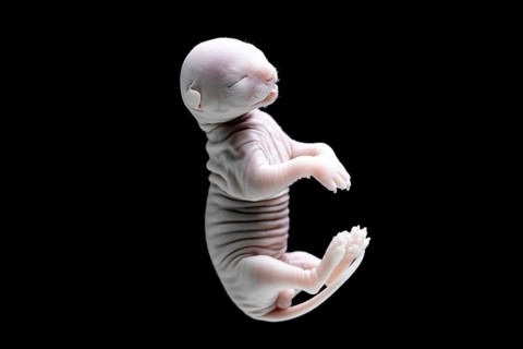 Close-up image of a developing cat embryo captured on a black background, showcasing features and