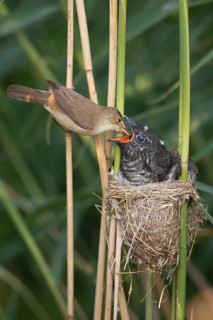 Common Cuckoo & Eurasian Reed Warbler (Cuculus canorus & Acrocephalus scirpaceus) Eurasian Reed