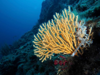 Yellow gorgonians (Eunicella cavolinii) stand in stark contrast to the deep blue sea water, dive