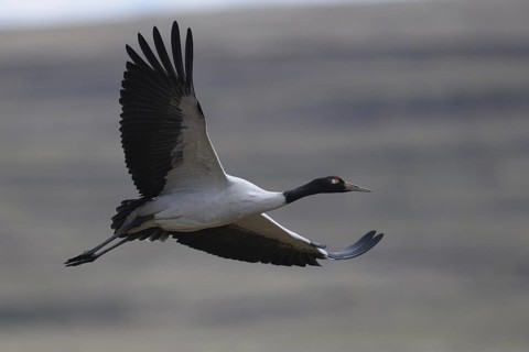 Black-necked Crane (Grus nigricollis) flying, Dashanbo, China