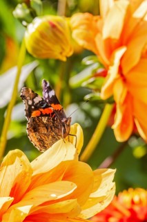 Red admiral (Vanessa atalanta) butterfly on flowering orange Dahlia flowers