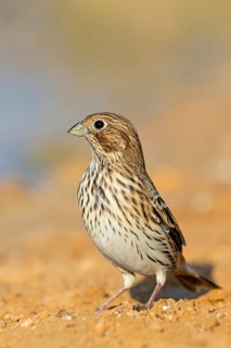 Grauammer, Corn Bunting, Miliaria calandra, Emberiza calandra, Bruant proyer, Triguero