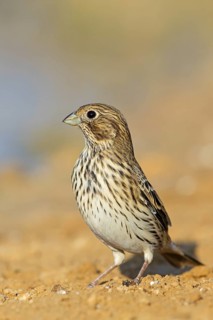 Corn bunting, (Emberiza calandra), bunting, animals, birds, bunting family, Celias Waterhole, Ezuz,