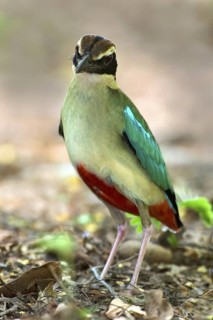 Fairy Pitta (Pitta nympha), Western Australia, Australia