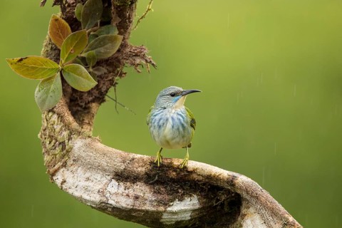 Female shining honeycreeper, Costa Rica