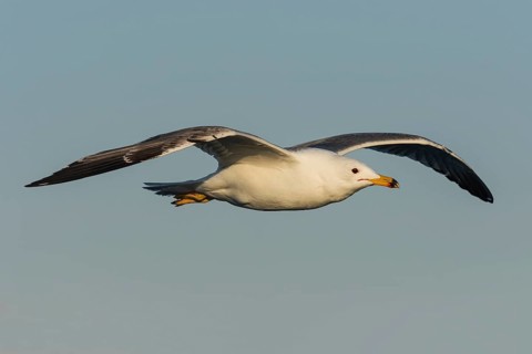 Armenian Gull (Larus armenicus) flying, Eilat, Israel