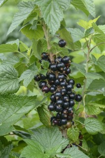 Blackcurrant (Ribes nigrum 'Ben Finlay'), Bundessortenamt Prüfstelle Wurzen, Wurzen, Saxony,