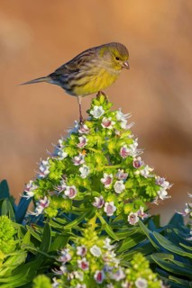 Atlantic canary (Serinus canaria), finch family, Lanzarote, Canary Islands, Spain