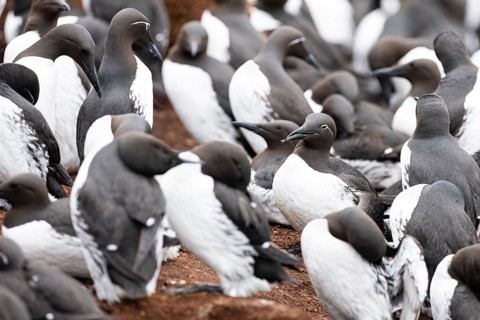 Common guillemot (Uria aalge), adult bird with capelin (Mallotus villosus) in its beak in the