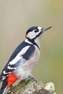 Great spotted woodpecker (Dendrocopos major), male, foraging on a tree stump covered with moss and