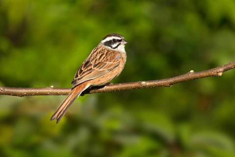 Wiesenammer (Emberiza cioides), Tokyo, Japan