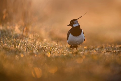 Northern Lapwing (Vanellus vanellus), Lower Saxony, Germany