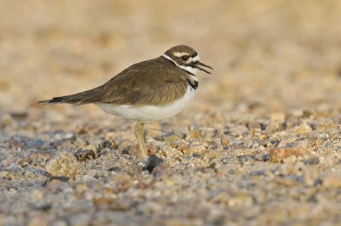 Killdeer (Charadrius vociferus), Arizona, USA