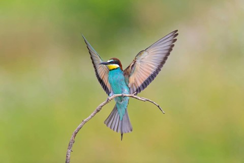 Bee-eater, (Merops apiaster), Animals, Birds, Raptor family, Perching station, Muselievo,