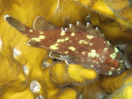 Yellow-spotted scorpionfish (Sebastapistes cyanostigma)