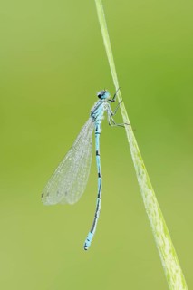 Horseshoe damselfly (Coenagrion puella), male with dewdrops, North Rhine-Westphalia, Germany