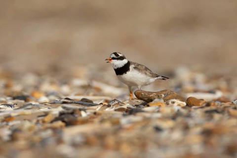 Ringed plover (Charadrius hiaticula) adult wading bird calling on a shingle beach in summer,