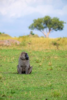 Anubis baboon or green baboon (Papio anubis) sitting in the grass, male, Murchison Falls National