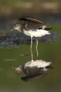 Green Sandpiper (Tringa ochropus), Castile-La Mancha, Spain