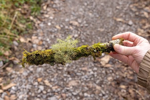 Hand holding moss-covered branch, Melincourt Waterfalls Nature Reserve, Melincourt, Neath, Wales,