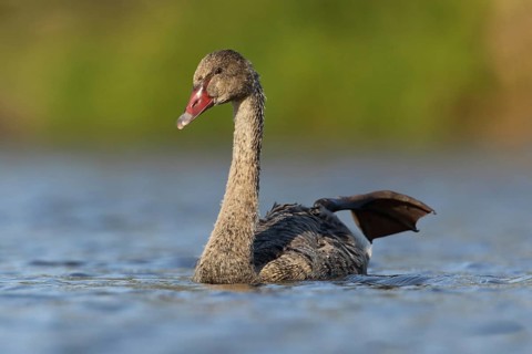 Black Swan (Cygnus atratus) juvenile stretching leg, Victoria, Australia