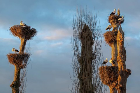 White storks, Rapperswil, Switzerland